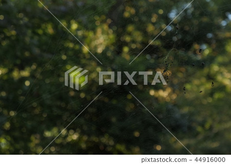  一隻蜘蛛 44916000