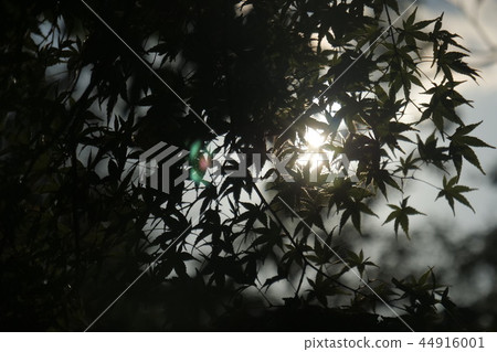 秋葉剪影 秋葉剪影 44916001