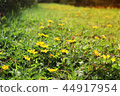 field of yellow flowers on a background sunset 44917954