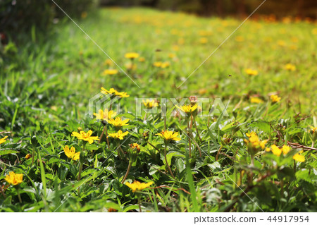 field of yellow flowers on a background sunset field of yellow flowers on a background sunset 44917954