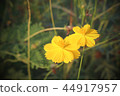 yellow flowers on a background of sunset 44917957