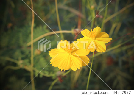 yellow flowers on a background of sunset yellow flowers on a background of sunset 44917957