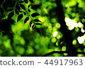 green bokeh blur abstract  and dark  background 44917963