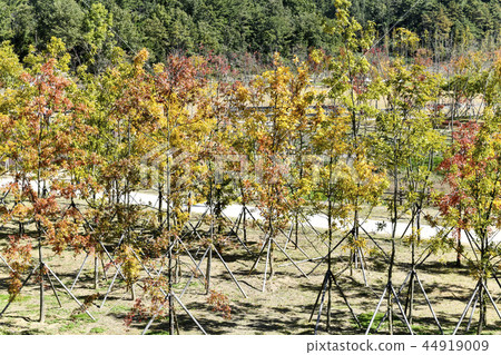 Yu-Yang Ecological Park, Hahan-gun, Gyeongnam 44919009