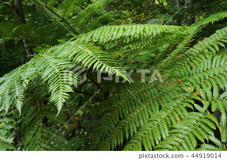 Green foliage of fern. 44919014