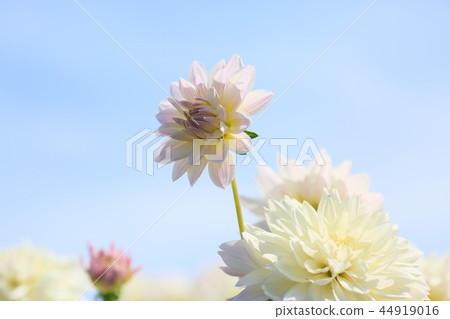 大麗花花 44919016