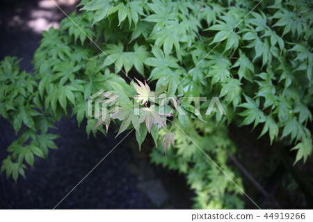 擊中光芒的楓樹 擊中光芒的楓樹 44919266