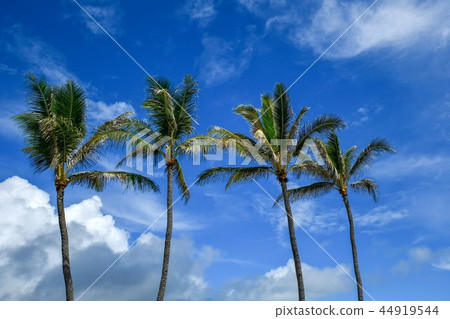 夏威夷，瓦胡島 44919544