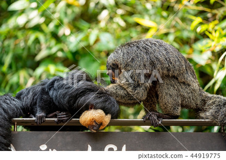 Shirogaosaki 44919775