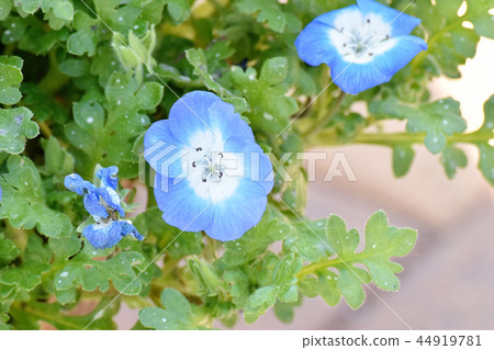 A light blue nemophila that blooms in Mikasa Nakahara A light blue nemophila that blooms in Mikasa Nakahara 44919781