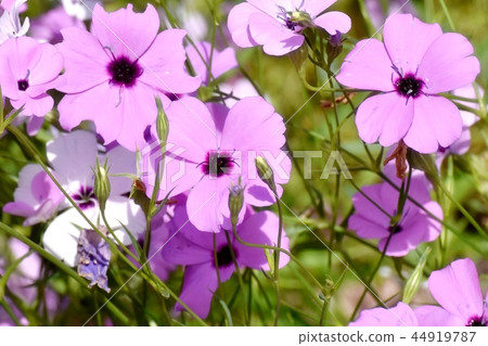 Purple Hamanadesico Blooming in Mitaka Nakahara Purple Hamanadesico Blooming in Mitaka Nakahara 44919787