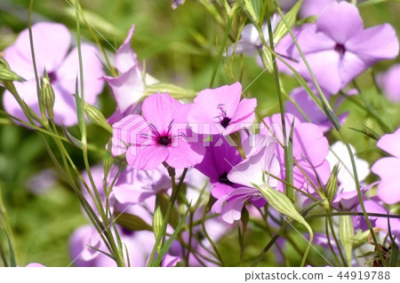 Purple Hamanadesico Blooming in Mitaka Nakahara 44919788
