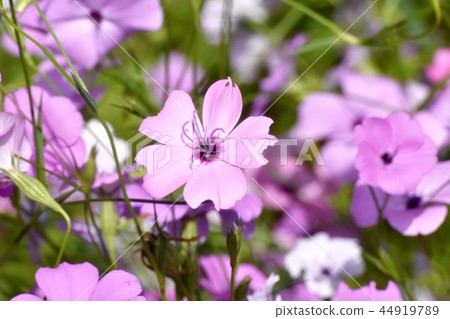 Purple Hamanadesico Blooming in Mitaka Nakahara 44919789