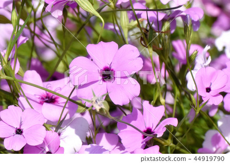 Purple Hamanadesico Blooming in Mitaka Nakahara Purple Hamanadesico Blooming in Mitaka Nakahara 44919790