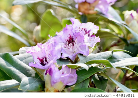 Light purple rhododendron blooming in Mitaka Nakahara 44919811