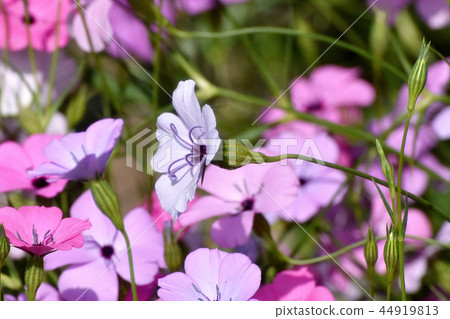 紫色Hamanadesico盛開在三鷹中原 44919813