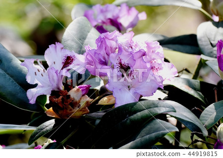 Light purple rhododendron blooming in Mitaka Nakahara Light purple rhododendron blooming in Mitaka Nakahara 44919815