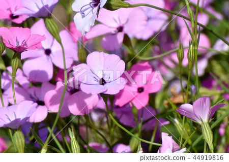 Purple Hamanadesico Blooming in Mitaka Nakahara 44919816