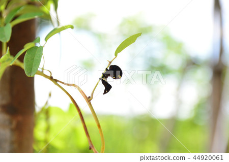 Akebikonoha (larva) 44920061