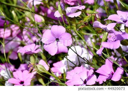 紫色Hamanadesico盛開在三鷹中原 44920073