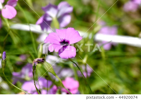 Purple Hamanadesico Blooming in Mitaka Nakahara Purple Hamanadesico Blooming in Mitaka Nakahara 44920074