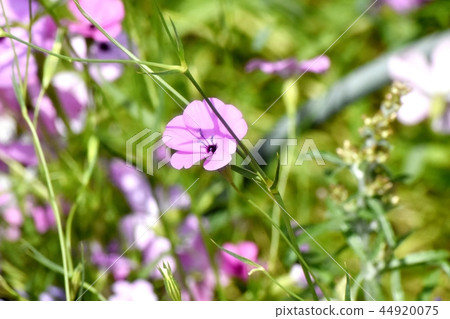 紫色Hamanadesico盛開在三鷹中原 44920075