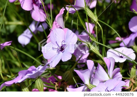Purple Hamanadesico Blooming in Mitaka Nakahara Purple Hamanadesico Blooming in Mitaka Nakahara 44920076