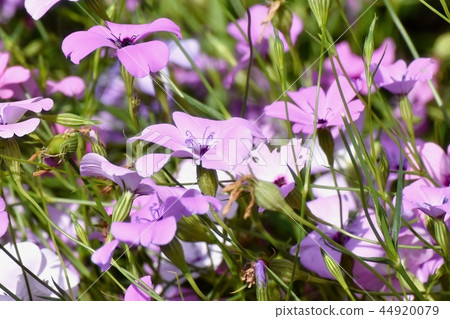Purple Hamanadesico Blooming in Mitaka Nakahara Purple Hamanadesico Blooming in Mitaka Nakahara 44920079