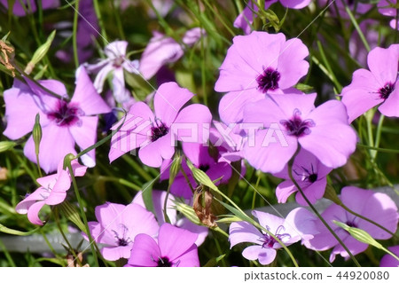 Purple Hamanadesico Blooming in Mitaka Nakahara Purple Hamanadesico Blooming in Mitaka Nakahara 44920080