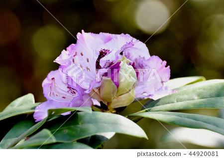 Light purple rhododendron blooming in Mitaka Nakahara 44920081