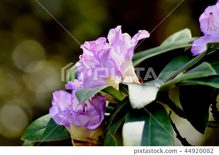 開花在三鷹中原的淺紫色的杜鵑花 44920082