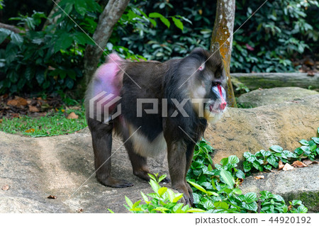 Mandrill 44920192