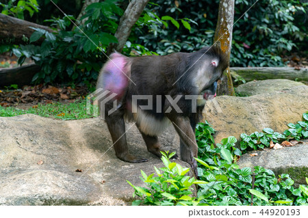 Mandrill 44920193