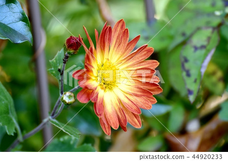 在三鷹中原開花的棕色噴霧 在三鷹中原開花的棕色噴霧 44920233