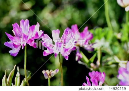 Flower blooming in Mitaka Nakahara Flower blooming in Mitaka Nakahara 44920239