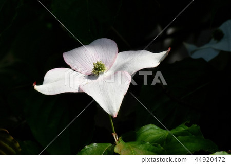 White wild boar flower blooming in Mitaka Nakahara 44920472