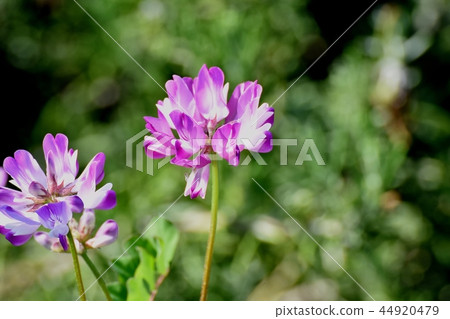 開花在三鷹中原的花 開花在三鷹中原的花 44920479