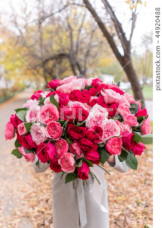 Big luxury bright bouquet in the hands of a cute girl. One hundred garden roses, varieties of David 44920488