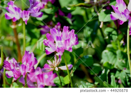 開花在三鷹中原的花 開花在三鷹中原的花 44920878