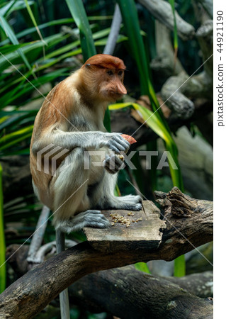 Monza monkey 44921190