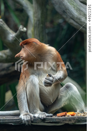 Monza monkey 44921191