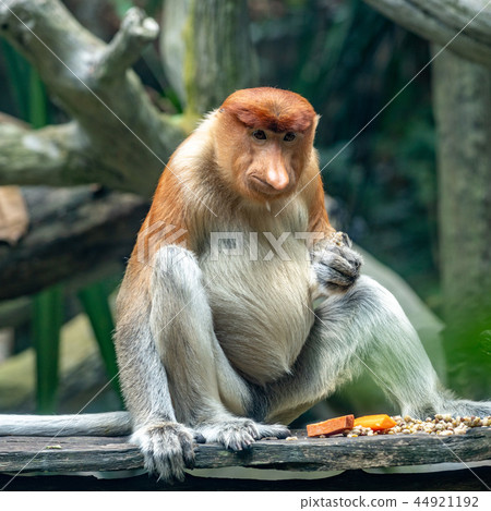 Monza monkey 44921192