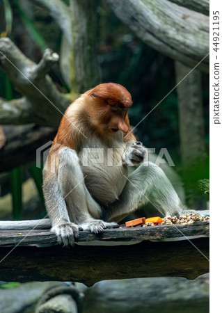 Monza monkey Monza monkey 44921195