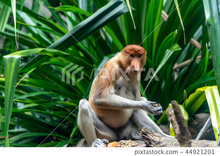 Monza monkey 44921201