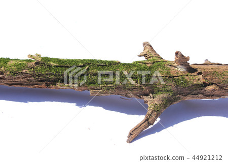 長滿苔蘚的老樹枝 44921212