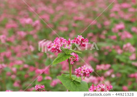 Red soba flower field 44921328