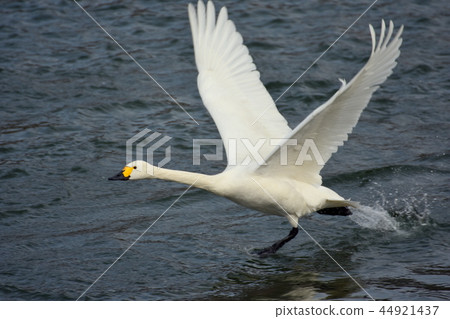 A swan running in the water A swan running in the water 44921437