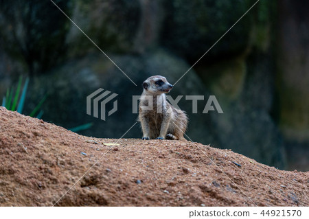 meerkat meerkat 44921570