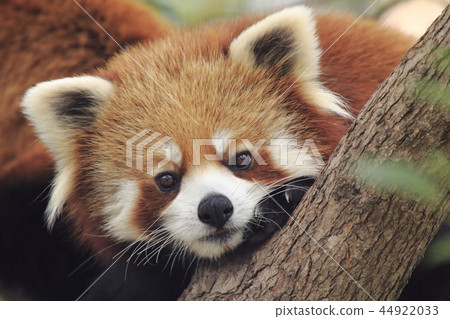 Lesser panda 44922033