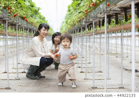 草莓家庭 草莓家庭 44922135